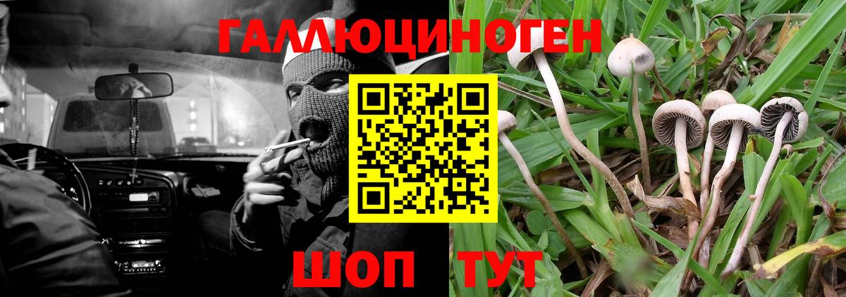 Псилоцибиновые грибы Psilocybine cubensis  Псилоцибиновые грибы GOLDEN TEACHER  Малоярославец  Вход с VPN 